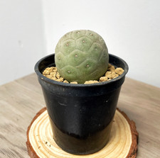 Tephrocactus geometricus