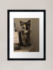 Tortoiseshell cat photo Framed