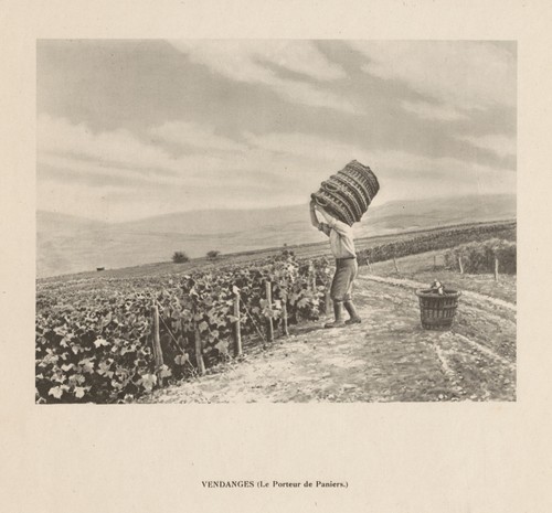 Vendanges porteur de - vendanges,
