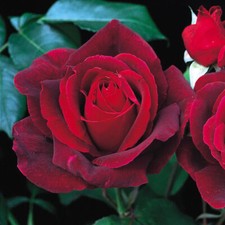 Rose Shrub MISTER LINCOLN