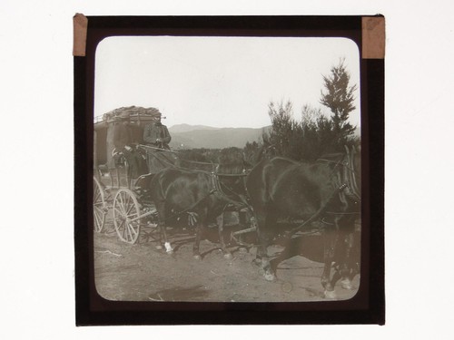 Horse drawn stagecoach - horse,