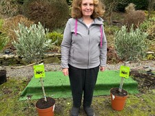 Pair of Olive Trees standard