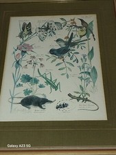 Marjorie Blamey Wildlife