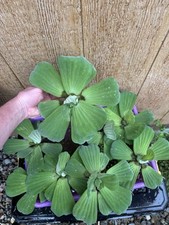 (5) Water Lettuce Koi Pond