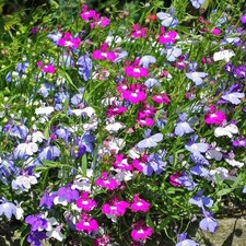 6 Lobelia Fountain Mix Plants