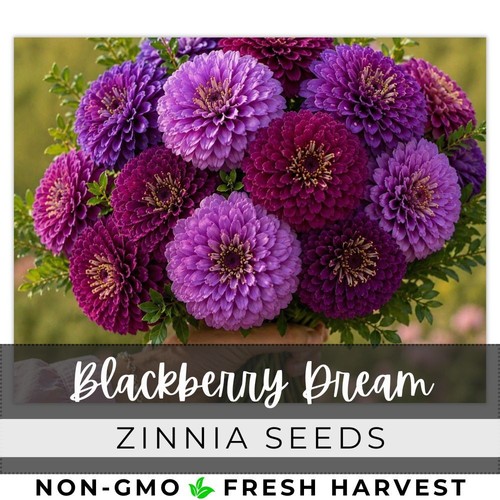 125 blackberry dream mix - blackberry,