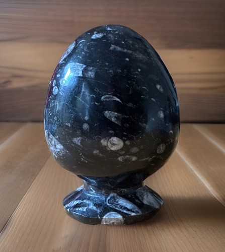 Orthoceras polished fossil egg - orthoceras,