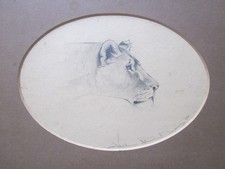 Antique Drawing of a Lion c.1906, Helen Stuart Weir