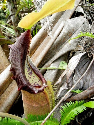 Seeds nepenthes bongso - seeds,