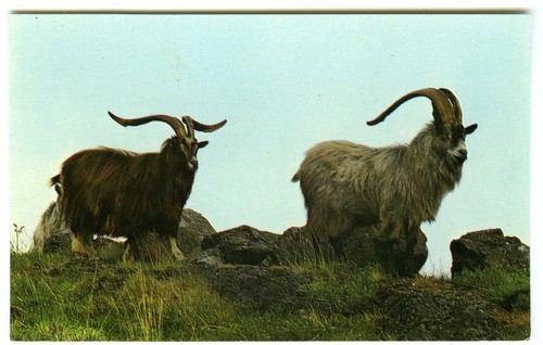 1980 dennis postcard wild - postcard,