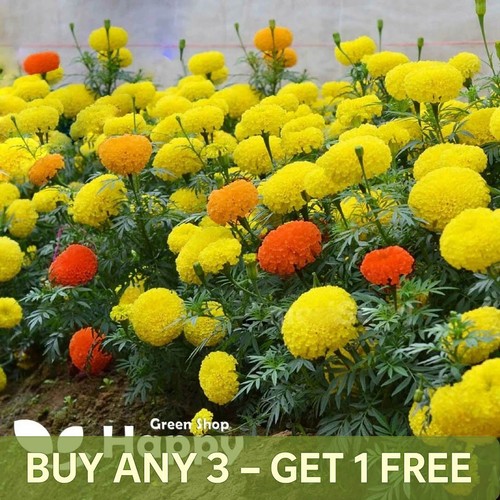 African marigold dwarf - african,