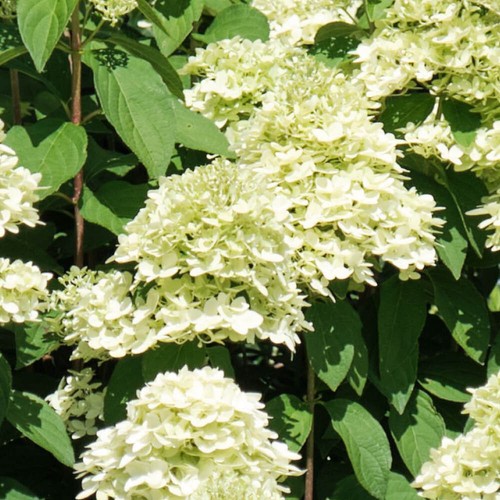 Pair hydrangea paniculata - of,