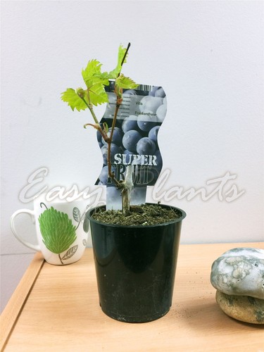 Outdoor grape standing - outdoor,