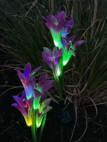 Garden solar lily flower - garden,