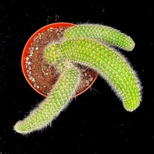 Hildewinteria Colademoninis