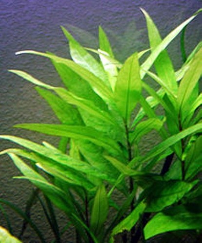 Hygrophila corymbosa starhorn - hygrophila, 'starhorn