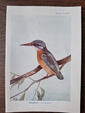 Vintage Kingfisher Bird Book