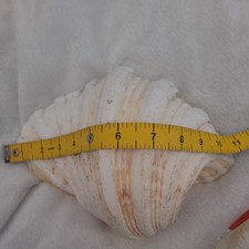 Large natural clam - large,