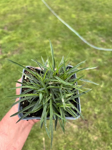Dianthus carthusianorum