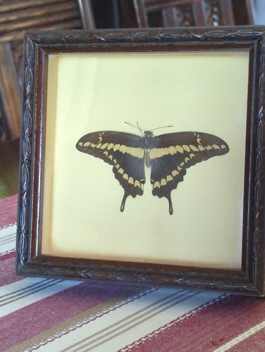 Vintage antique framed - antique,