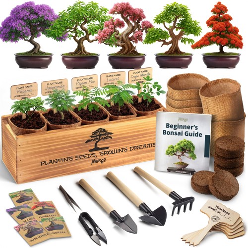 Bonsai tree kit for - tree,