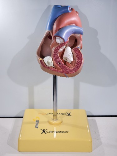 Vintage anatomical heart study - anatomical,