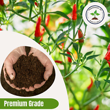 Chilli Plant Potting/Growing