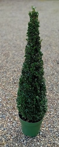 Buxus sempervirens common - sempervirens, (common
