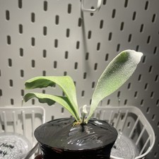 Platycerium Willinckii ‘Yellow Moon’ – Rare Staghorn Fern Sporelings | UK Grown