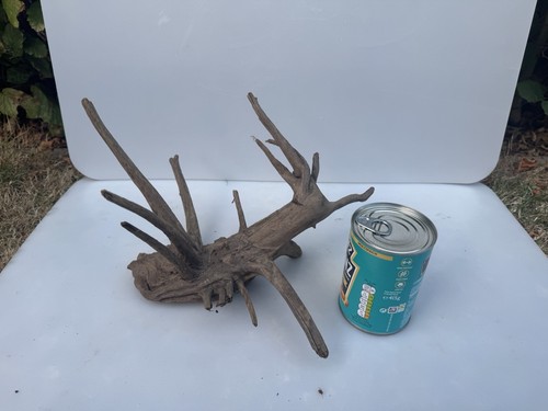 Bogwood spider wood corbo root - corbo,