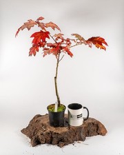 American Red Oak Pre Bonsai