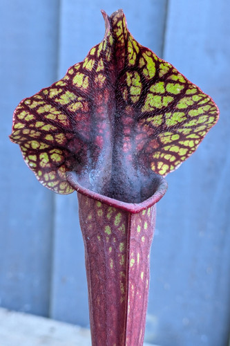 Sarracenia tapestry moorei - tapestry,