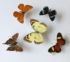 Butterfly & Moth Collection Set x5 (A2) Specimens Entomology Ideal For Framing. 