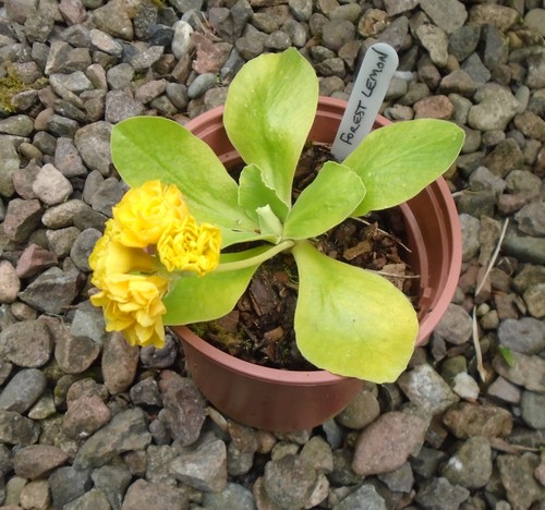 Primula auricula forest - primula,