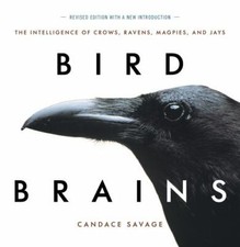 Bird Brains : The Intelligence