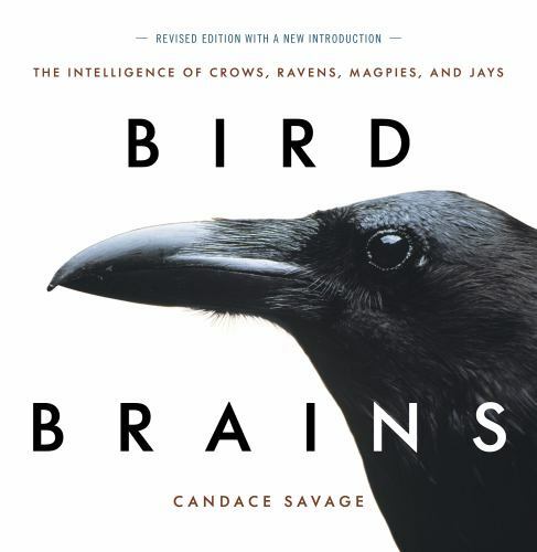 Bird brains the - bird,