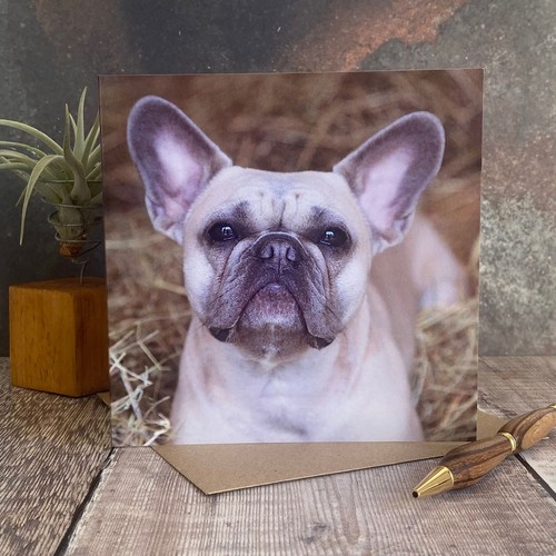 French bull dog greeting card - french,