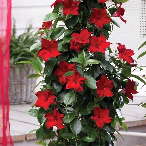 Red flower patio - red,