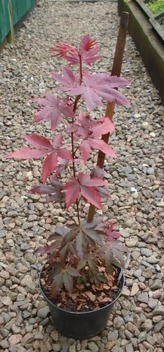 Acer palmatum atropurpureum - acer,