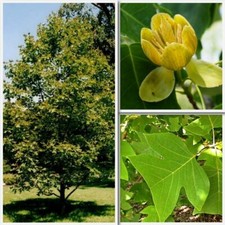 Chinese Tulip Tree