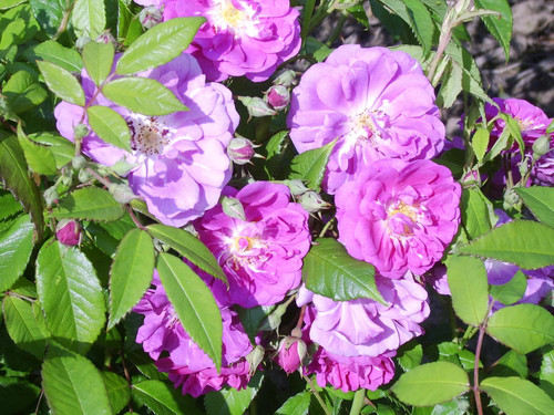 Veilchenblau purple rambling - -,