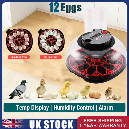 Automatic digital egg - automatic,