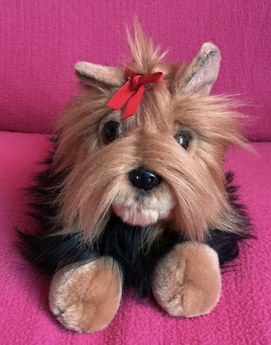 Aurora miyoni yorkie - aurora,