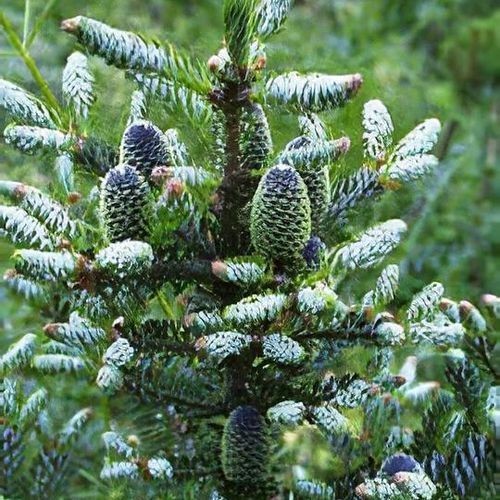 Abies koreana silberlocke - abies,