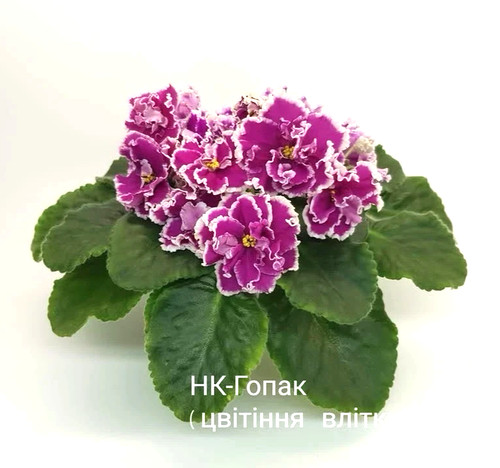 African violet fresh cut - african,