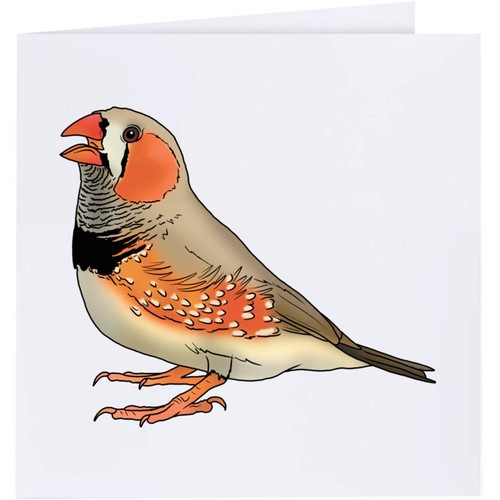 Zebra finch greeting - 'zebra, /
