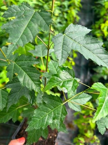 Trident maple acer - x,