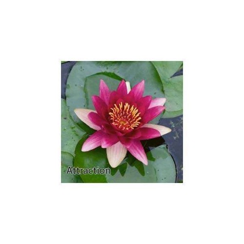 Attraction water lily pond - lily,