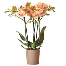 Orchid Phalaenopsis Jamaica Moth Orchid Real Indoor Office House Plant in Pot