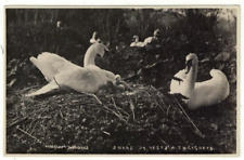 Real Photo Postcard Abbotsbury Swans on Nests with Cygnets Birds
